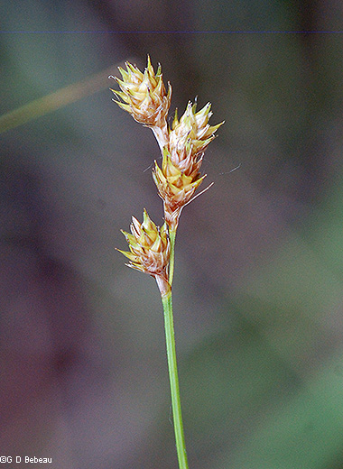 inflorescence