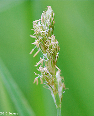 Inflorescence in flower