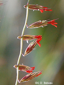 Sideoats Grama