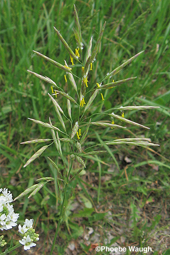 Smooth Brome in flower