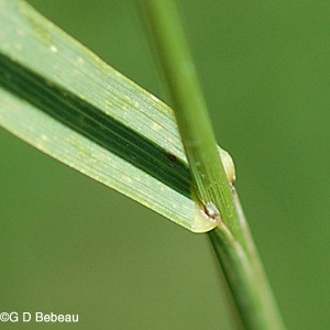 Smooth Brome Ligule