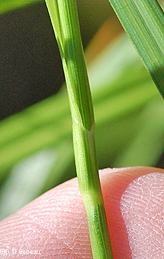 Ligule of bract