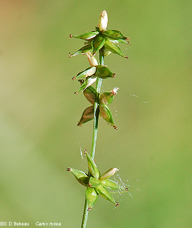 Inflorescence