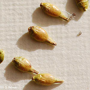 Mature Perigynia