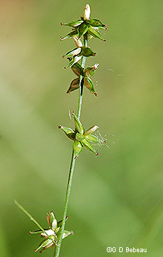Inflorescence