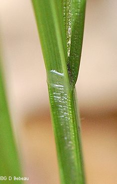 leaf sheath