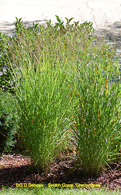 Shenandoah Grass