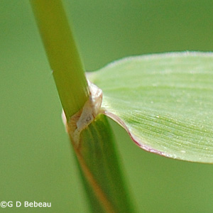 Timothy Ligule
