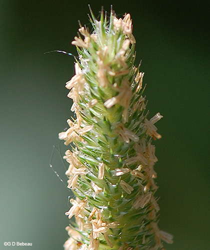 Timothy spikelet detal