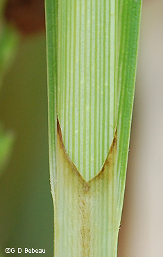 ligule