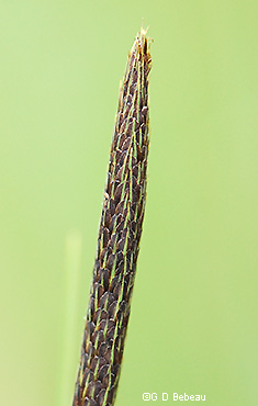 Staminate spike detail