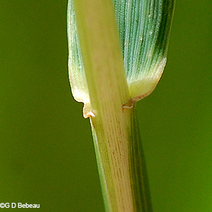sheath and ligule
