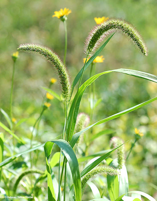 upper plant section