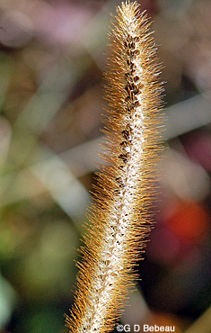 Yellow Foxtail fall panicle