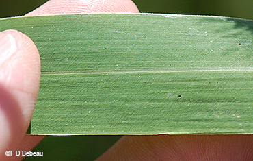 upper leaf surface