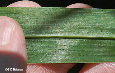 leaf underside
