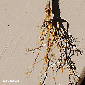 root