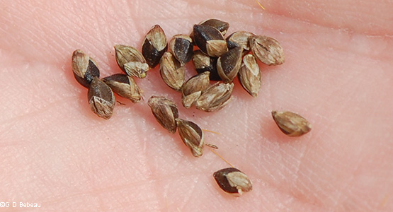 seeds