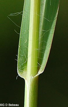 Yellow Foxtail leaf sheath