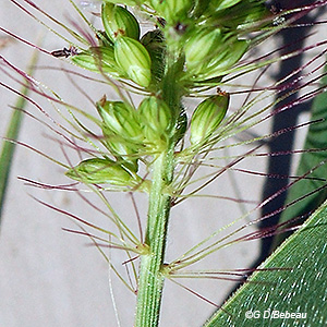 spikelet detail