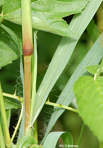 Yellow Foxtail Grass stem