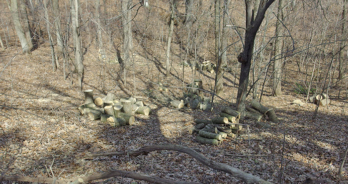 cut ash in fern grove