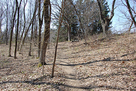 Fern Glen in early spring