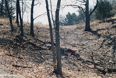 oak wilt trees removed
