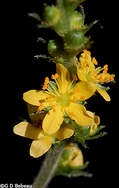 Agrimony