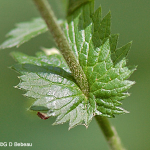 Soft Agrimony leaf stipule