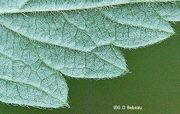 leaf underside