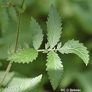 Agrimony Lower leaf