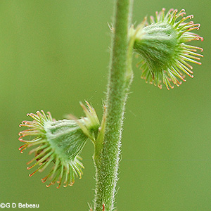 Seed Head
