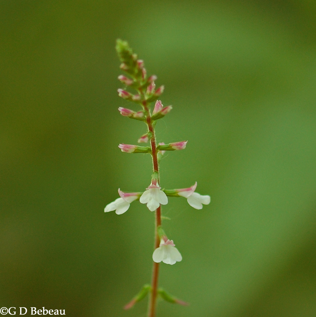 American Lopseed flower raceme