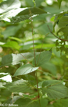 American Lopseed plant