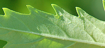 leaf underside