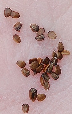 seedes
