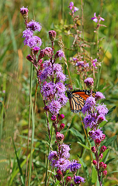 Blazing Star