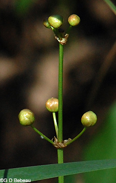 Broadlead Arrowhead bract