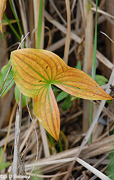 Broadleaf Arrowhead fall leaf