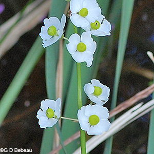 Broadleaf arrowhead female flowers