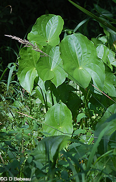 Broadleaf Arrowhead leaves