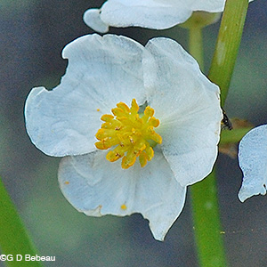Broadleaf Arrowhead male flowe