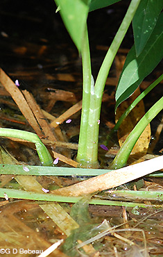 Broadlead Arrowhead stem