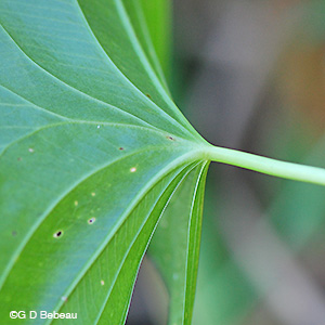 Broadleaf arrowhead leaf veins