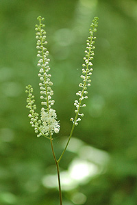 Bugbane