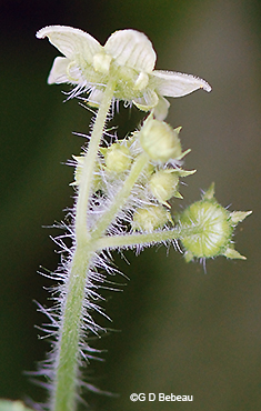 male flower calyx