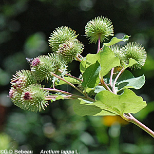  Burdock flower cluster
