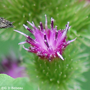 Lesser Burdock Flower