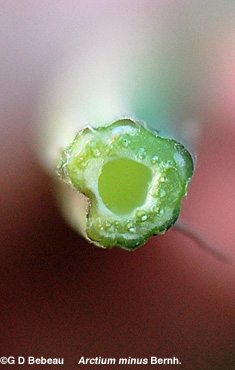 Lesser Burdock leaf stem